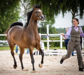 Zsa Zsa Dolores 92,17p silver Champion &amp; Klassvinnare! Suveränt visad av professionella Johanna Ullström. 