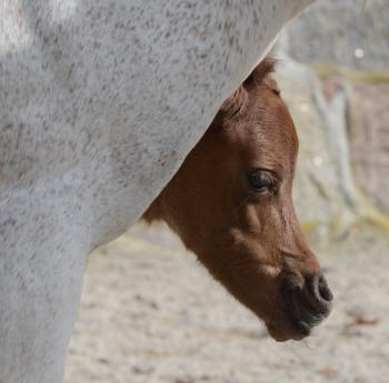 Buy Generic Viagra Mastercard