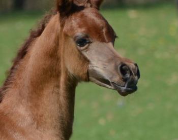 Buy generic viagra mastercard