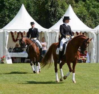 ELYSION in the Dressage Display.