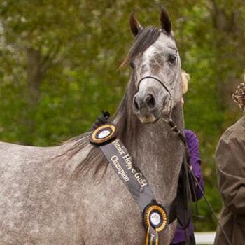 PRECIOSA Gold Champion Filly, DK Open