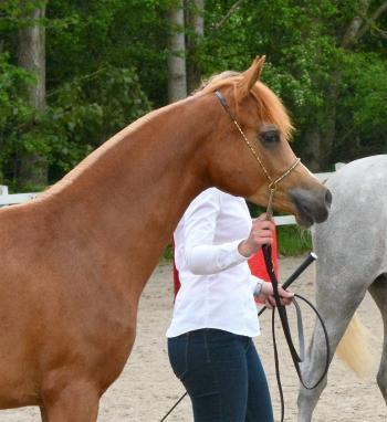 ABRAHAM Umm; Junior Gold Champion Stallion