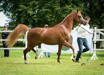 ABRAHAM Umm; 2:nd in Class Int B-Show