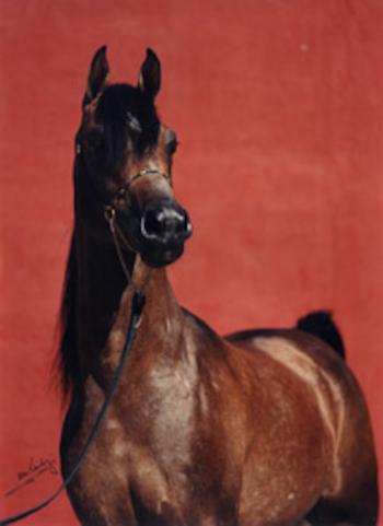 CA Emir (WN Oquendo-Zazada) 3 times international Champion!