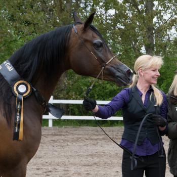 ZSA ZSA DOLORES Gold Champion &amp; Most Classic Head, DK Open