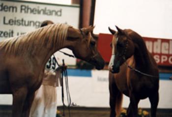 Shanelle (Proceder-Shantie) Best In Show 1995 &amp; 2nd in All Nations Cup,Aachen