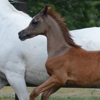 Foster mother. Biological mother: Confidentia (Lekier-Calisia)